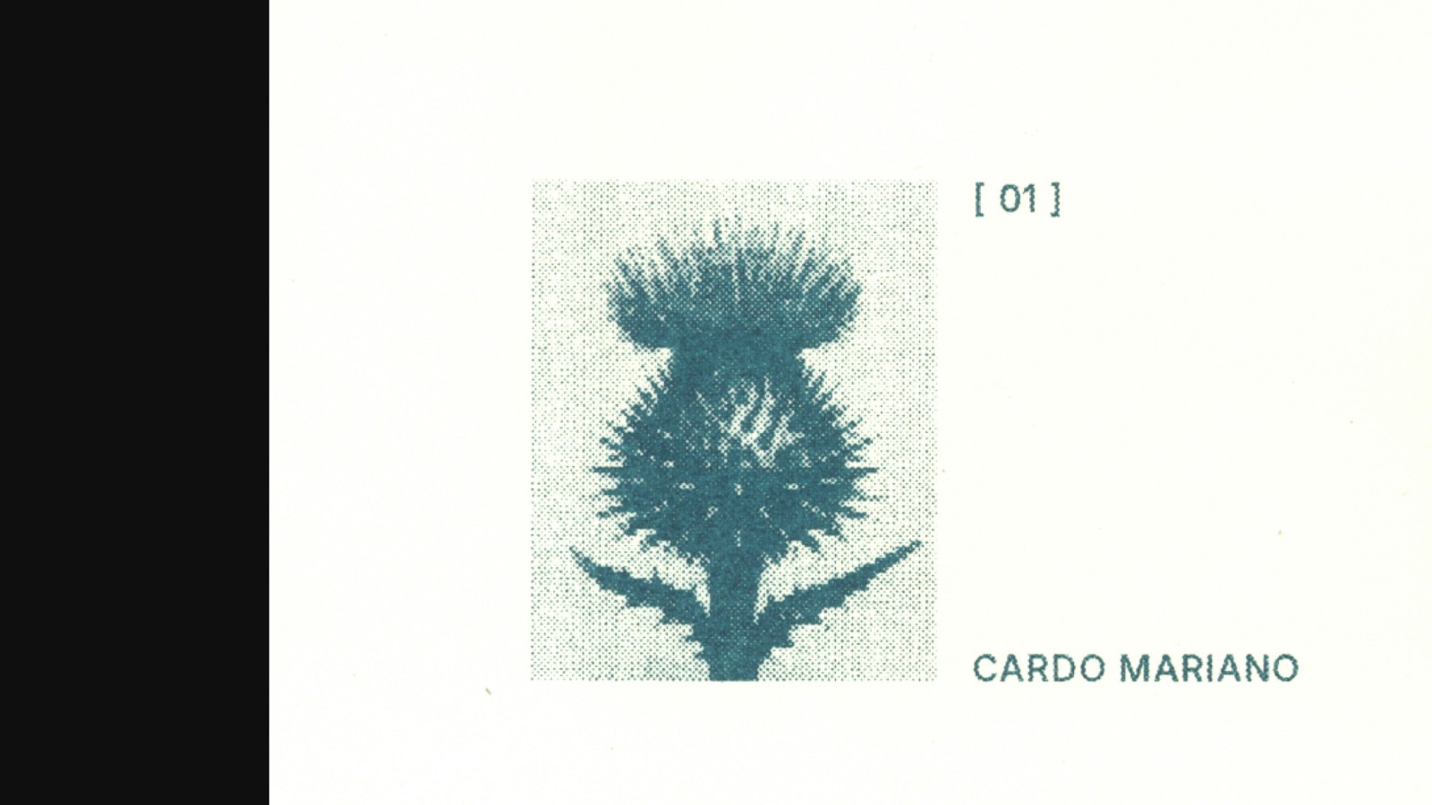 Seis especies de cardos