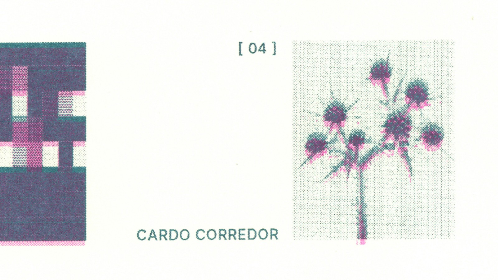 Seis especies de cardos